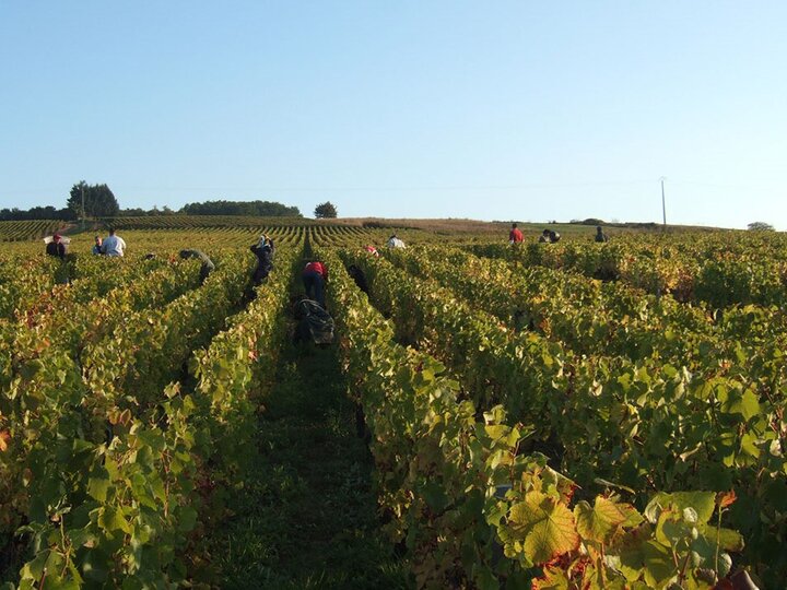 Neue Winzerweine aus dem Burgund