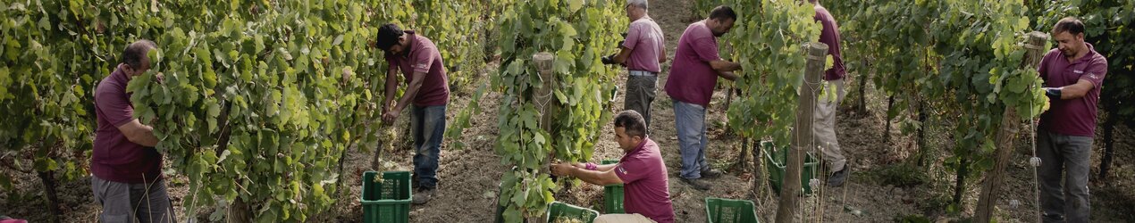 Fattoria La Valentina