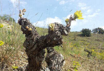 Property Marco Abella