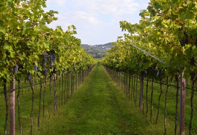 Terroir Speri Viticoltori