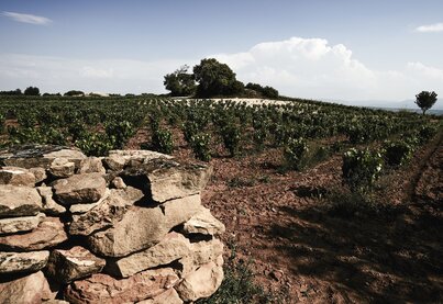 Terroir Telmo Rodríguez