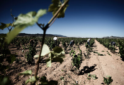 Terroir Bodegas Barahonda