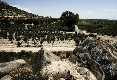 Terroir Bodegas Izadi