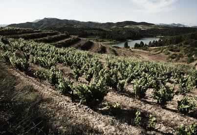 Terroir Celler de Capçanes
