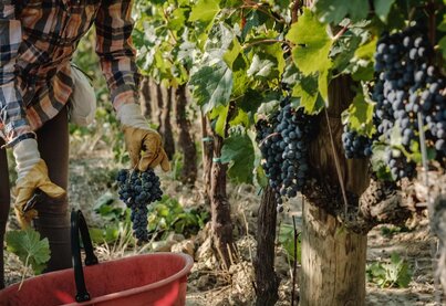 Terroir Poliziano Az. Agricola