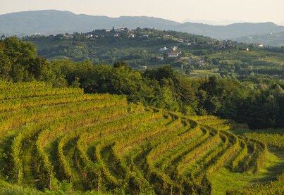 Terroir Marco Felluga
