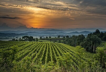 Terroir Russiz Superiore