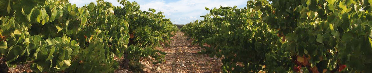 Domaine de l'Arnèsque