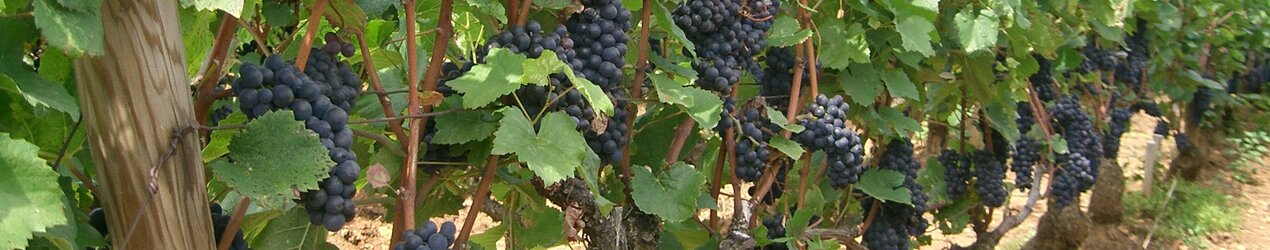 Domaine Capuano Ferreri