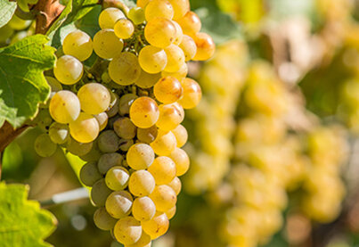 Property Léon Beyer