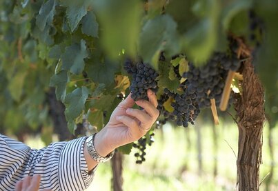 Property Finca Decero - Remolinos Vineyard