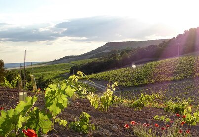 Terroir Hacienda Monasterio