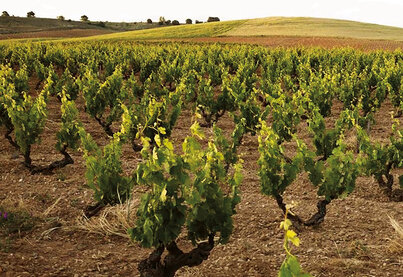 Terroir Dominio de Pingus