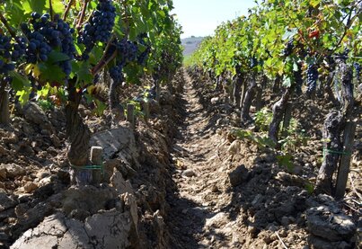 Terroir Tenuta di Trinoro