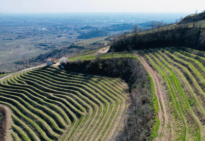Terroir Azienda Agricola Anselmi