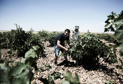 Terroir San Román Bodegas y Viñedos