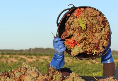 Terroir Tomàs Cusiné