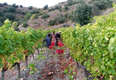 Terroir Marco Abella