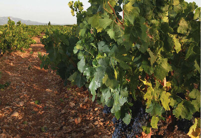 Terroir Domaine de l'Arnèsque