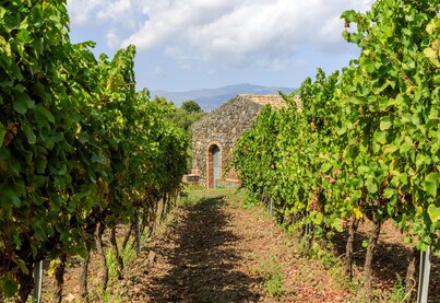 Terroir Duca di Salaparuta