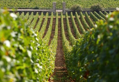 Terroir Domaine Capuano Ferreri