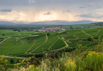 Terroir Weingut Peter Wagner