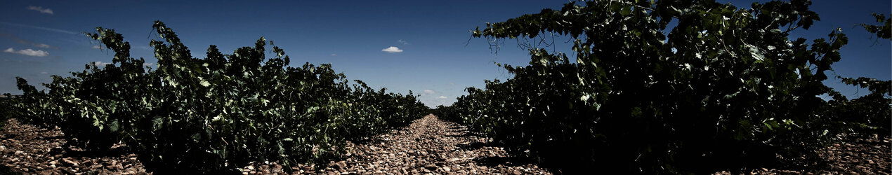 San Román Bodegas y Viñedos