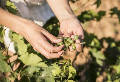 Property Bodegas José Pariente