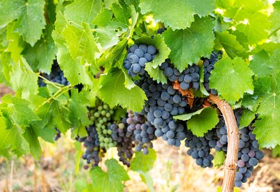 Property Hacienda Monasterio