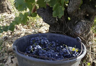 Property Domaine de l'Arnèsque