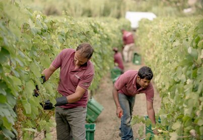 Property Fattoria La Valentina
