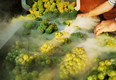 Terroir Mauro Sebaste