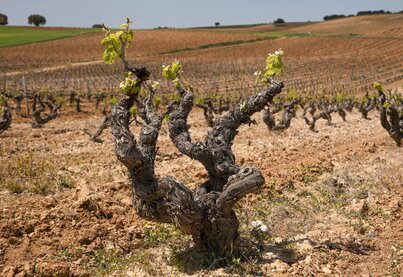 Terroir Bodegas Aalto