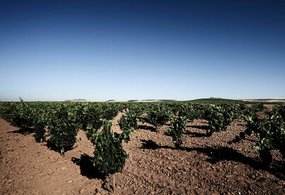 Terroir Bodegas Mauro