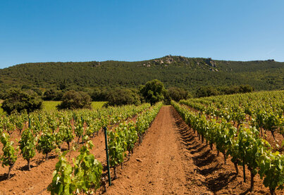 Terroir Domaine d'Aussières-Domaines Barons de Rothschild