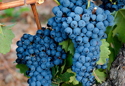 Terroir Bodegas y Viñedos Alnardo