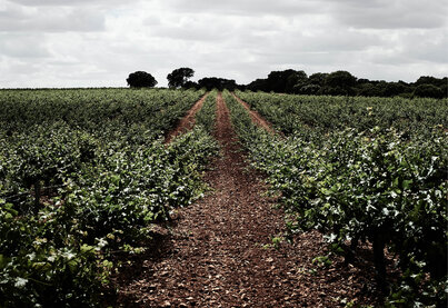 Terroir Finca Antigua