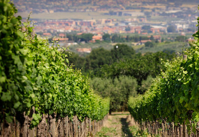 Terroir Poggio Le Volpi