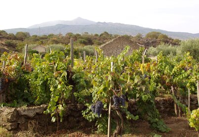 Terroir Passopisciaro