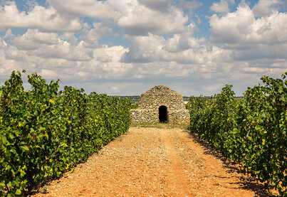 Terroir Masca del Tacco