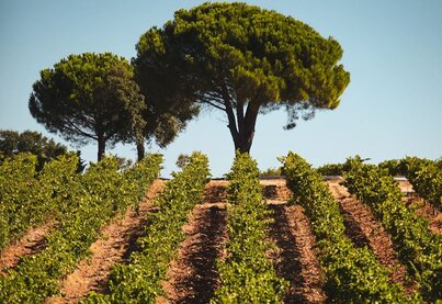 Terroir MDCV Châteaux & Vignobles en Provence