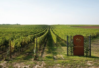 Terroir Pico Maccario