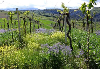 Terroir Fattoria La Valentina