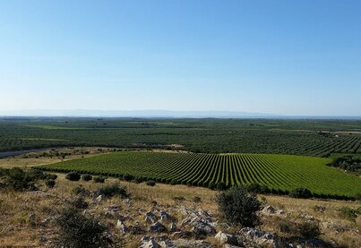 Terroir Rivera