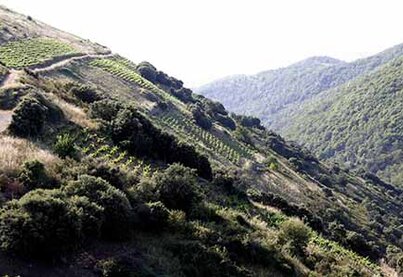 Bierzo DO