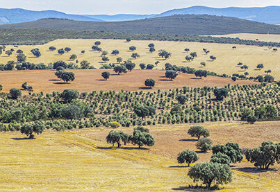 Dehesa del Carrizal DO