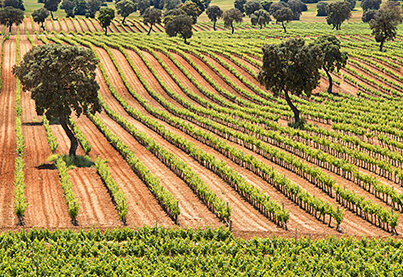 Méntrida DO (Toledo)