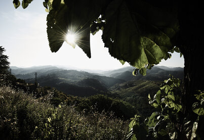 Conca de Barberà DO