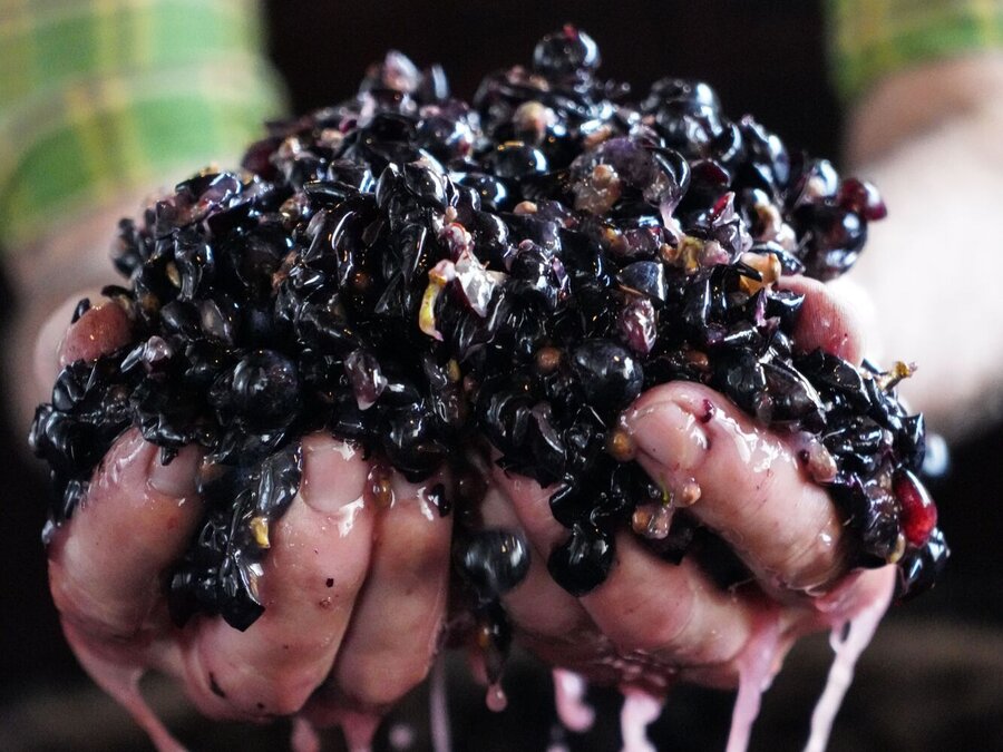 Des vins d’exception du Mendrisiotto