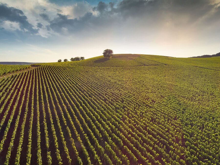 Maison Deutz Champagne Reben